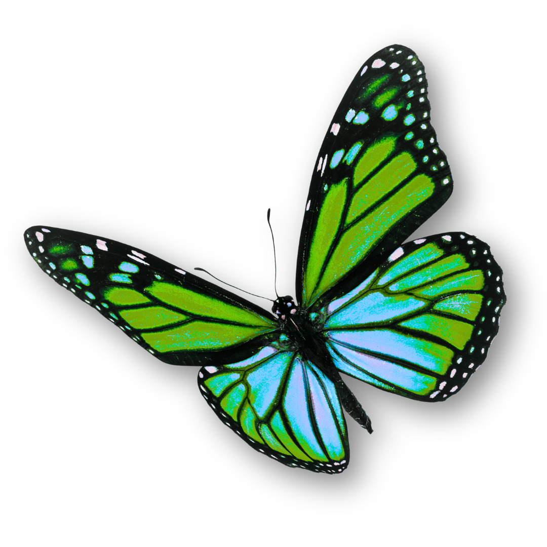 Schmetterling